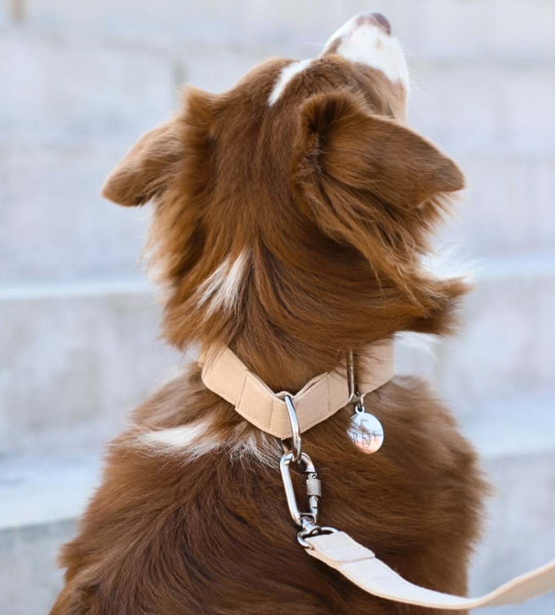 Como escolher a coleira ideal para o seu cachorro?